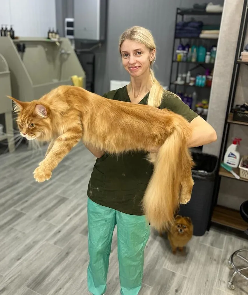 Карина