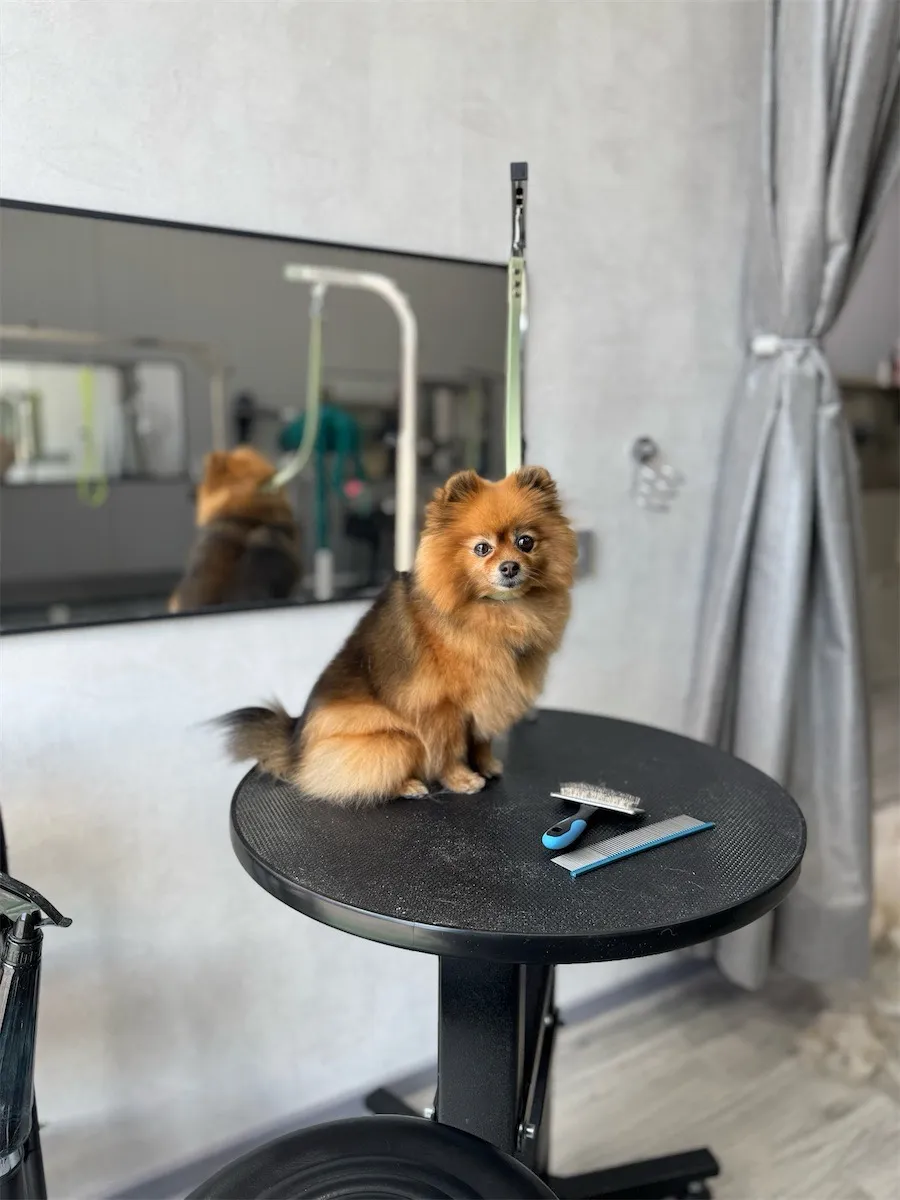 Груминг питомца в студии ThePetCare