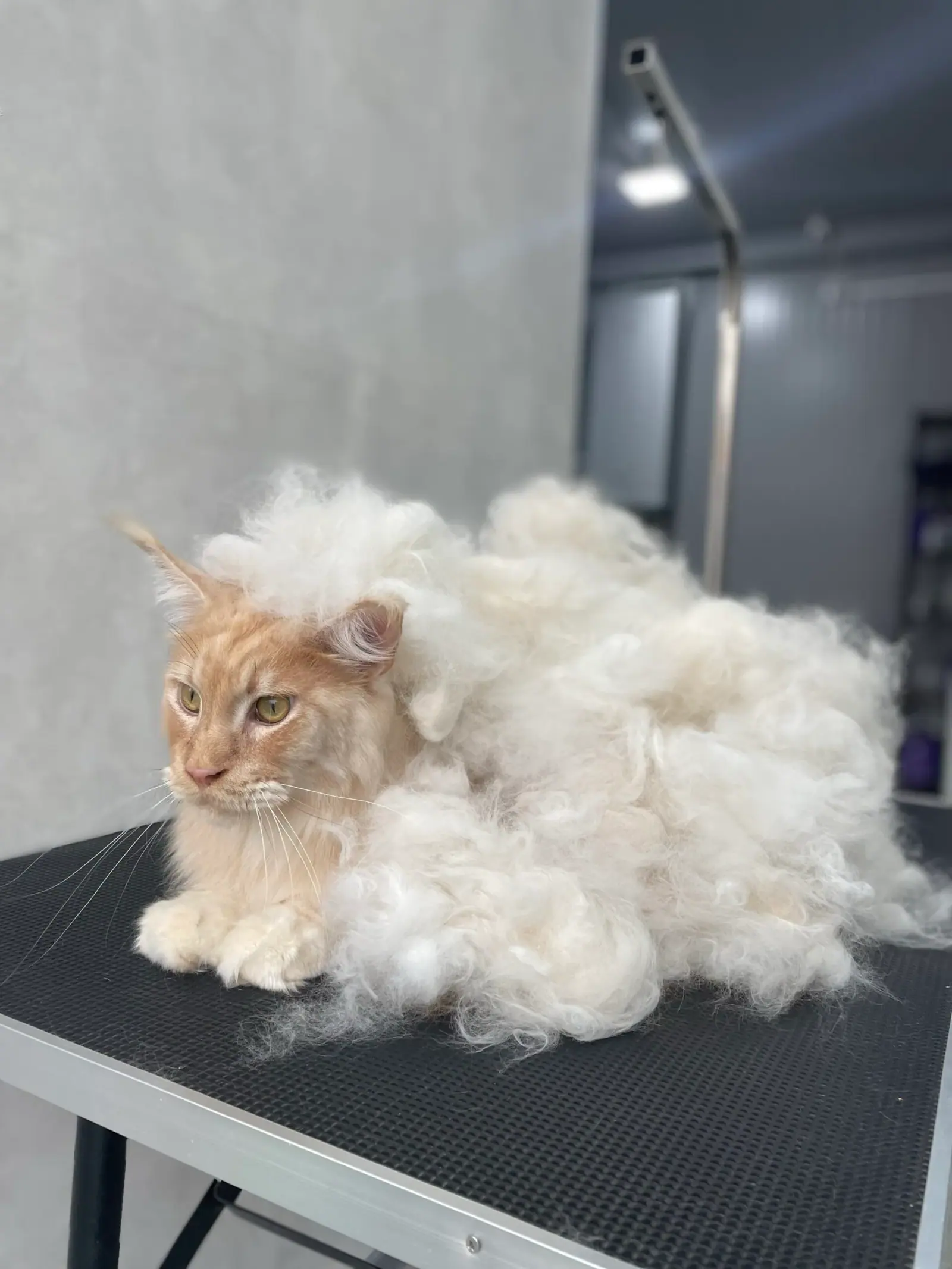 Экспресс-линька для кошек